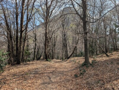 CUASSO AL MONTE, ALPE TEDESCO, TERRENO BOSCHIVO