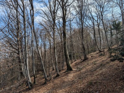 CUASSO AL MONTE, ALPE TEDESCO, TERRENO BOSCHIVO
