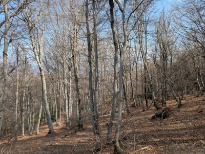 CUASSO AL MONTE, ALPE TEDESCO, TERRENO BOSCHIVO