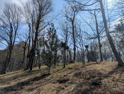 CUASSO AL MONTE, ALPE TEDESCO, TERRENO BOSCHIVO