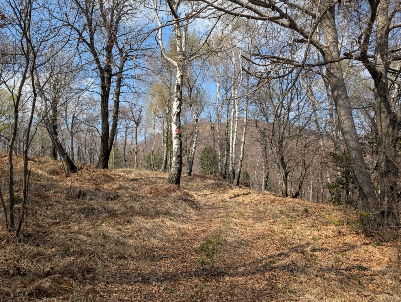 CUASSO AL MONTE, ALPE TEDESCO, TERRENO BOSCHIVO-9